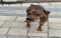 Mixed Breed dogs for adoption: Sweet Gomez looking for Love  - Image 8