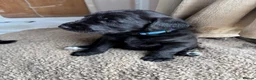 Mixed Breed dogs for sale: Doberdoodle Puppies – Ready for forever Homes! 🐾 - Advert 3