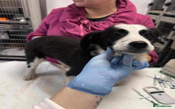 Mixed Breed dogs for adoption: Tequila for adoption - Image 4