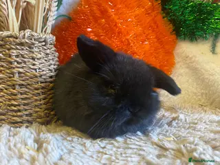 Mini Lop rabbits Mini lop - Advert 11