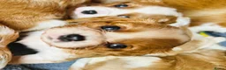 Cavalier King Charles Spaniel dogs for sale: KC Reg Cavalier Pups  - Advert 6