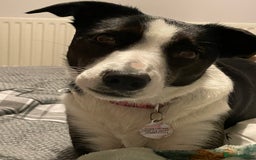 Border Collie dogs for sale: Sad rehome due to change in circumstances  - Image 6