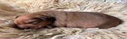 Mixed Breed dogs for sale: Cocker-Pomeranian  - Advert 17