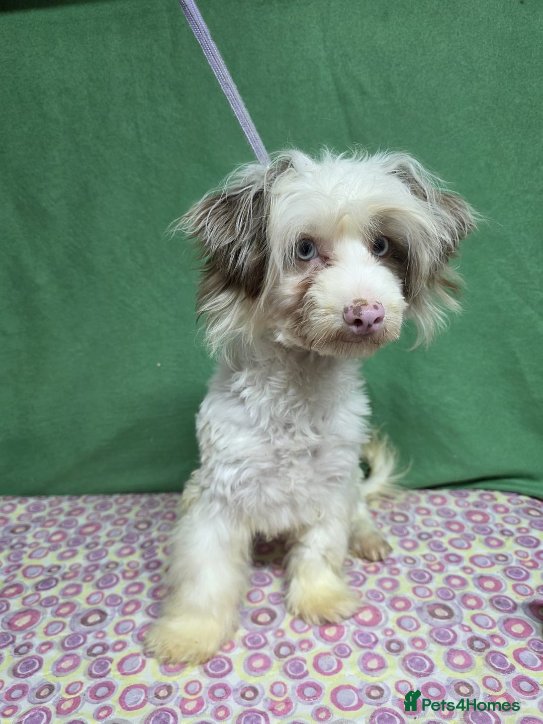 Yorkiepoo dogs for adoption: OLLIE – Yorkipoo (Male) - Advert 2
