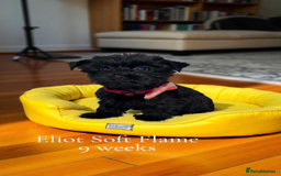 Yorkshire Terrier dogs for sale: Rare Black Yorkie 5-Gen Pedigree–£900–Ready Now 🐾 - Image 15