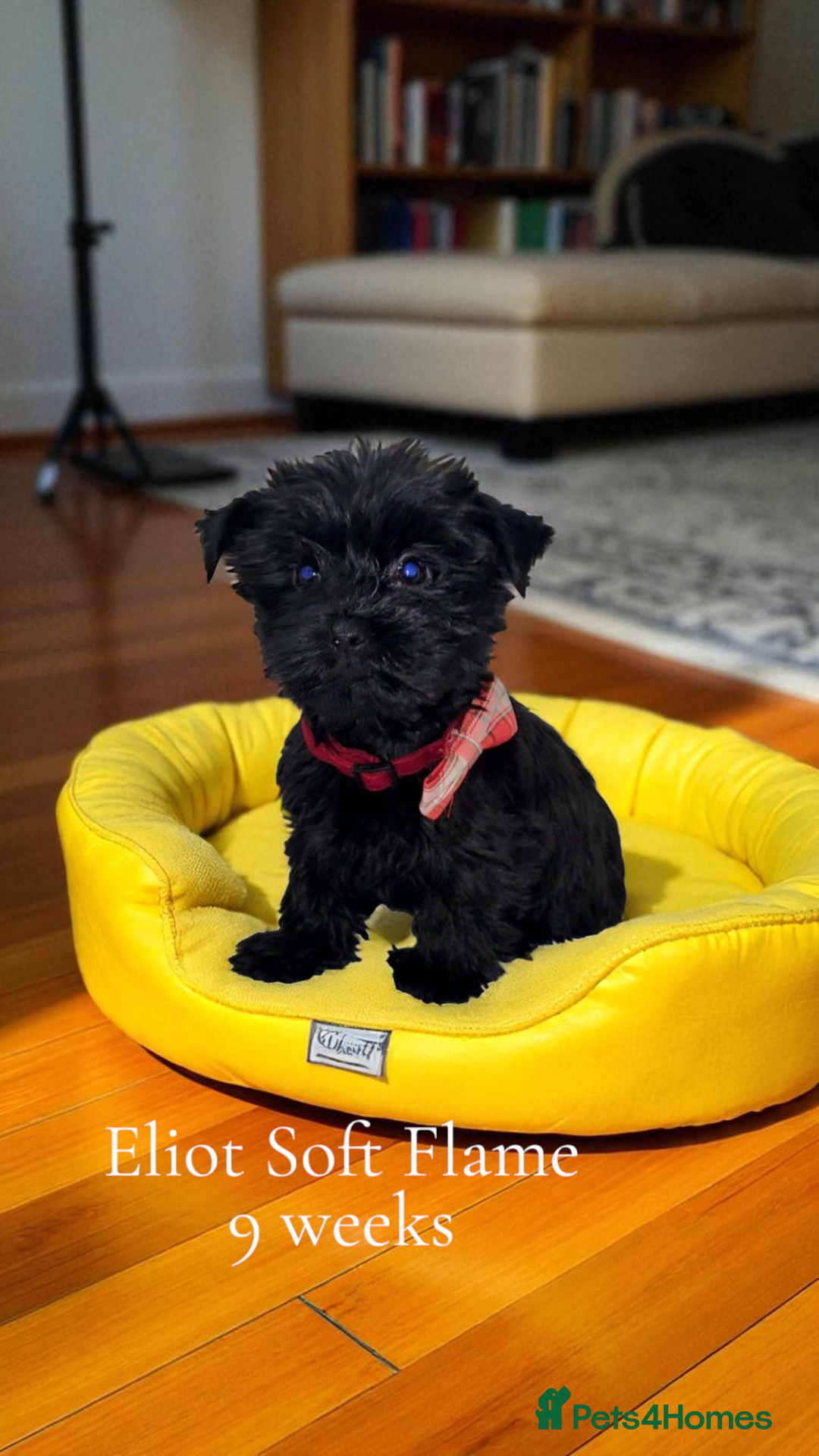 Yorkshire Terrier dogs for sale: Rare Black Yorkie 5-Gen Pedigree–£900–Ready Now 🐾 - Image 15