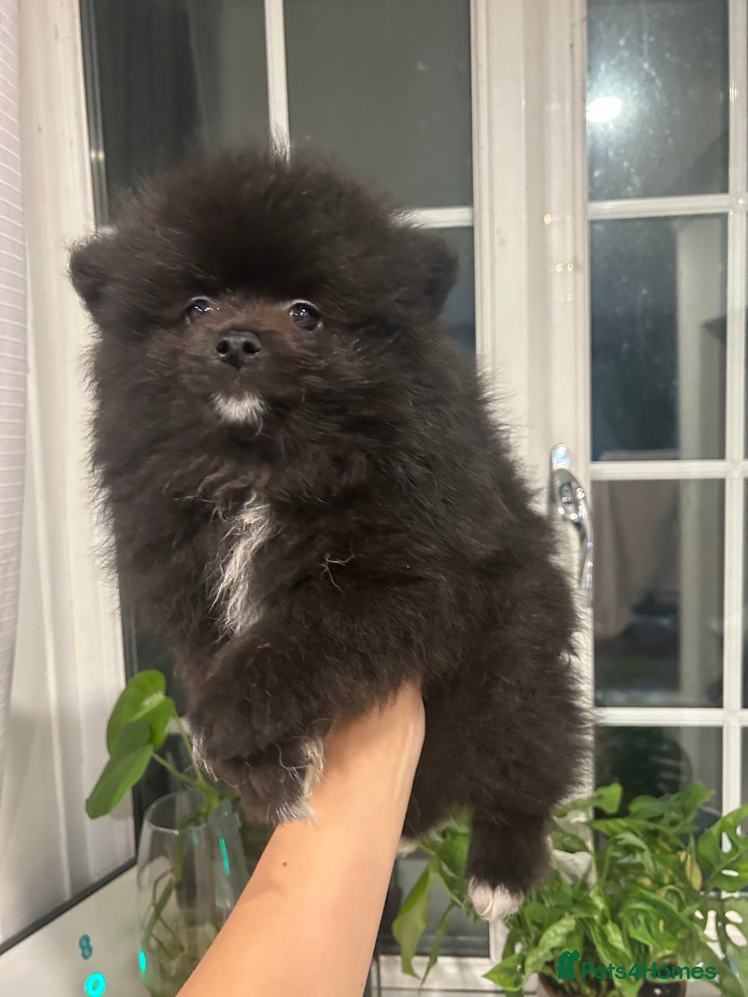 Pomeranian dogs for sale: 4 lovely Pomeranian Puppies for sale AVAILABLE NOW - Image 11