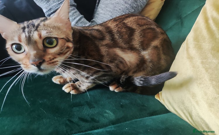Bengal cats in Durham - Advert 5