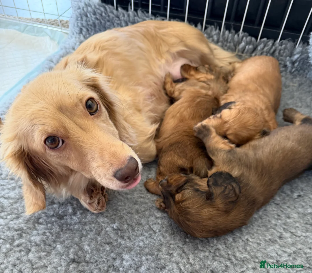 Miniature Dachshund dogs for sale: Miniature longhaired dachshund puppies-Shaded red  - Advert 9