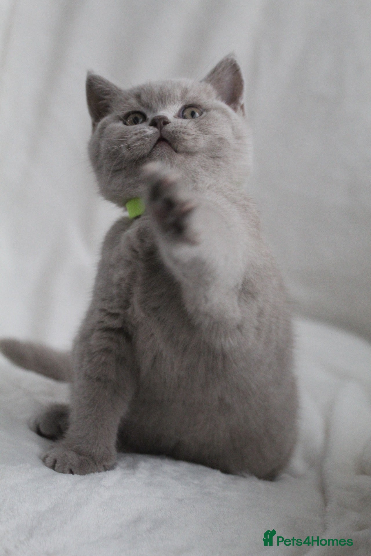 British Shorthair cats GCCF British Shorthair Kittens  - Advert 9