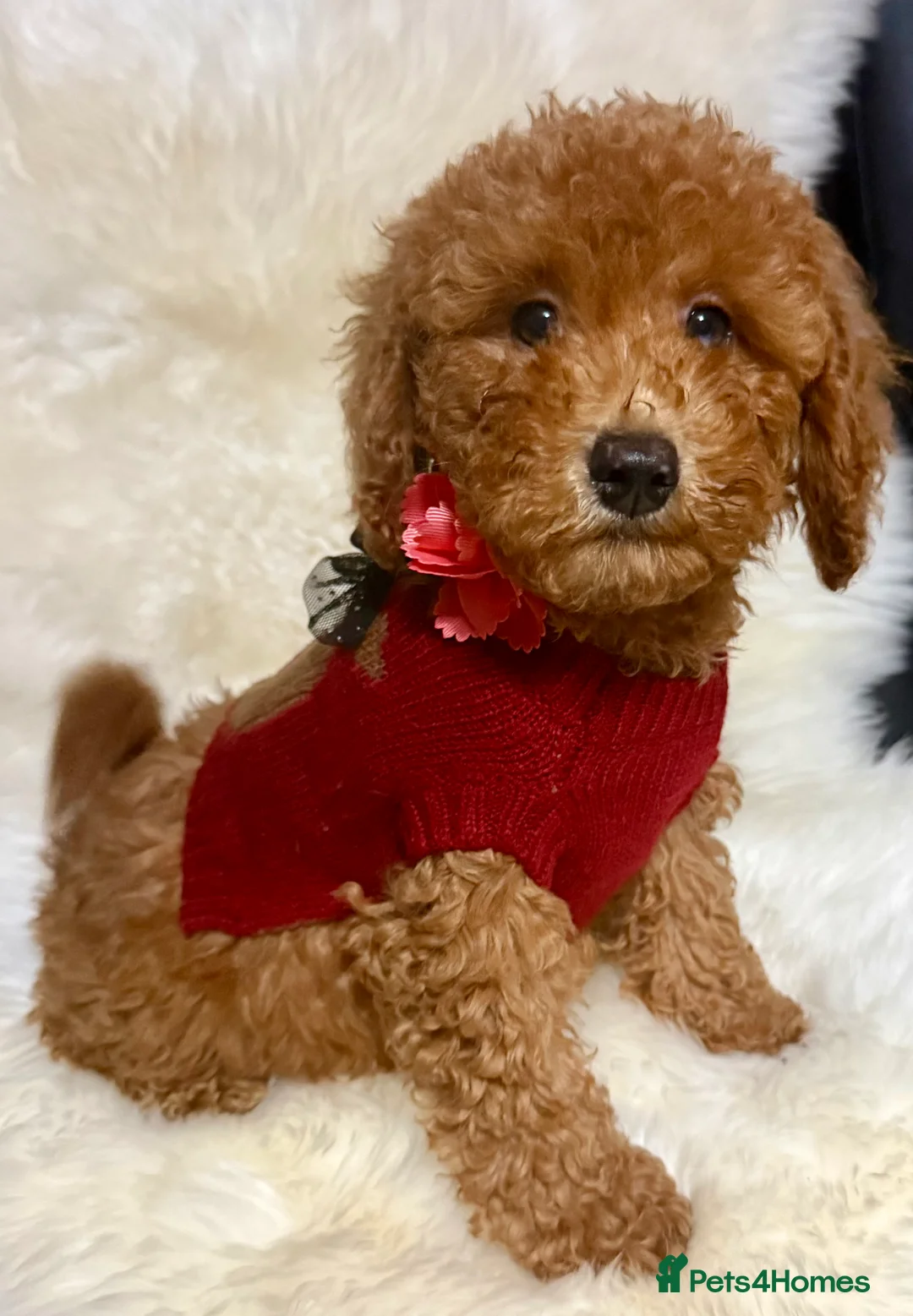 Cavapoo dogs for sale: STUNNING F1B CAVAPOO PUPPIES READY TO LEAVE!  - Advert 3