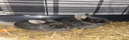 Netherland Dwarf rabbits for sale: X2 Netherlands Dwarf Rabbits for sale - Advert 2