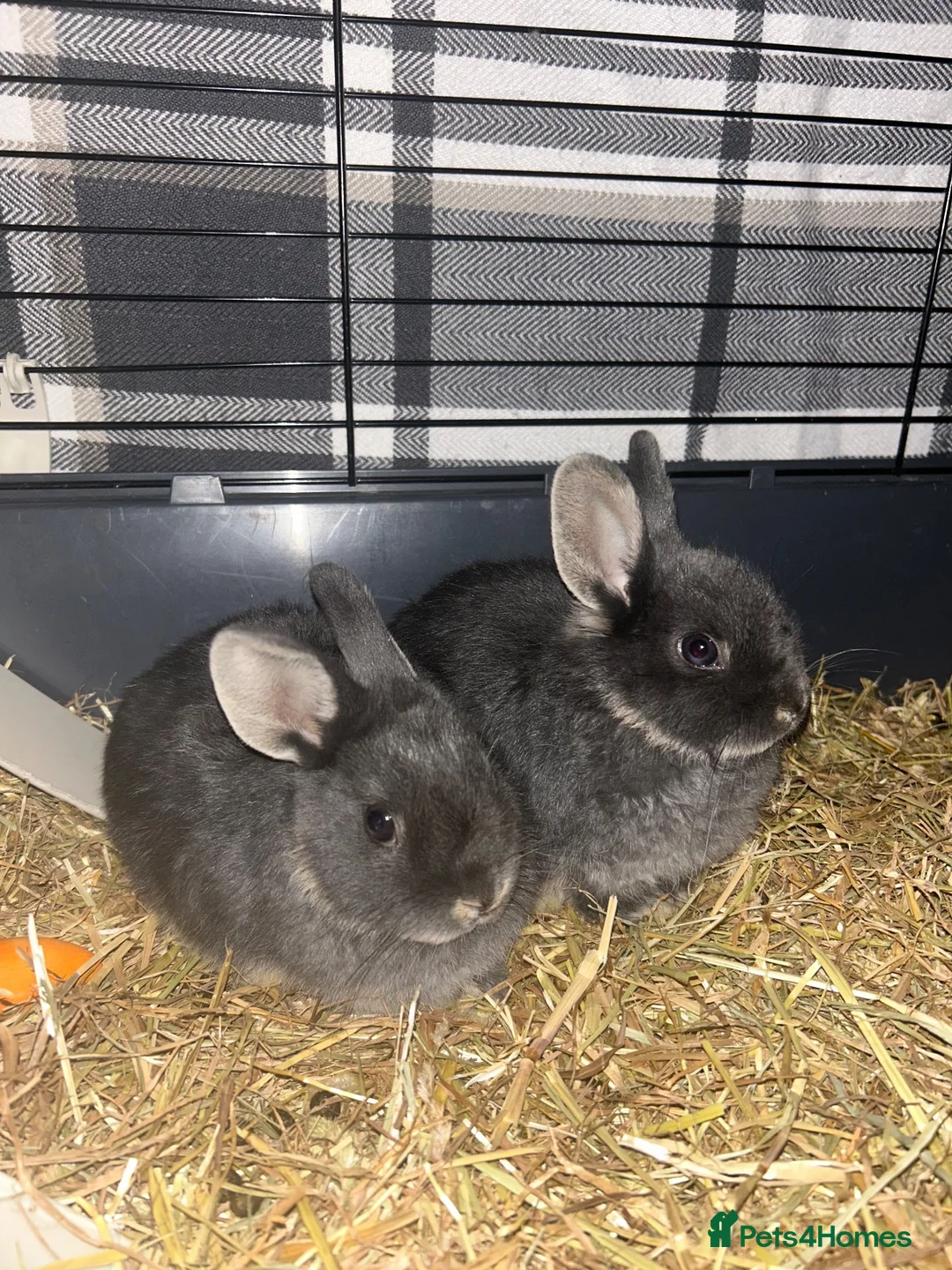 Netherland Dwarf rabbits for sale: X2 Netherlands Dwarf Rabbits for sale - Advert 2