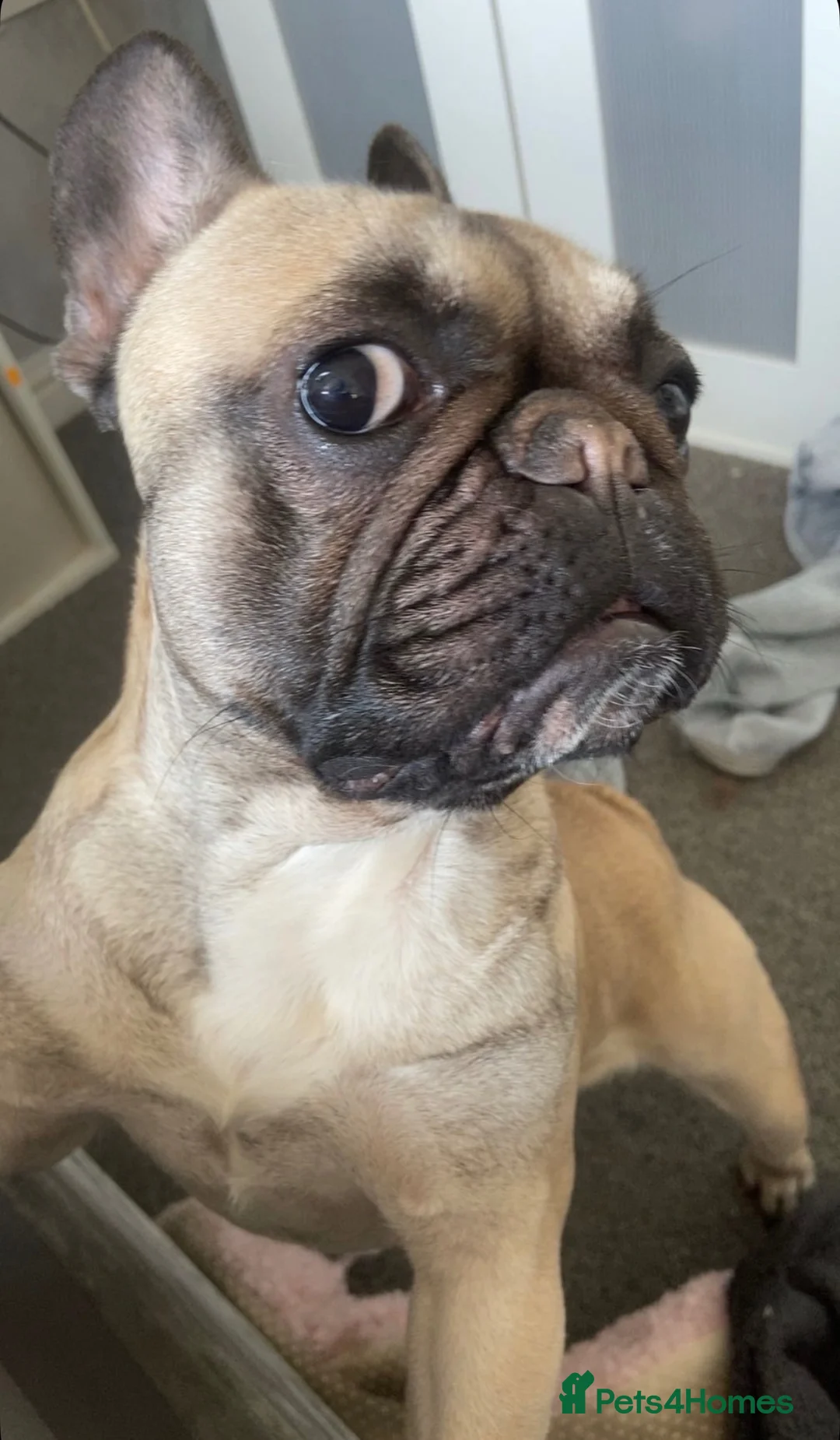 French Bulldog dogs for sale: Female French Bulldog - Gracey in Warrington - Advert 3