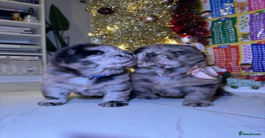 Chow Chow dogs Stunning chows ready for  **   - Advert 16