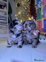 Chow Chow dogs Stunning chows ready for ** - Advert 1