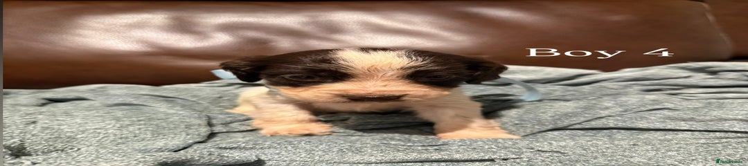 Cocker Spaniel Puppy 4