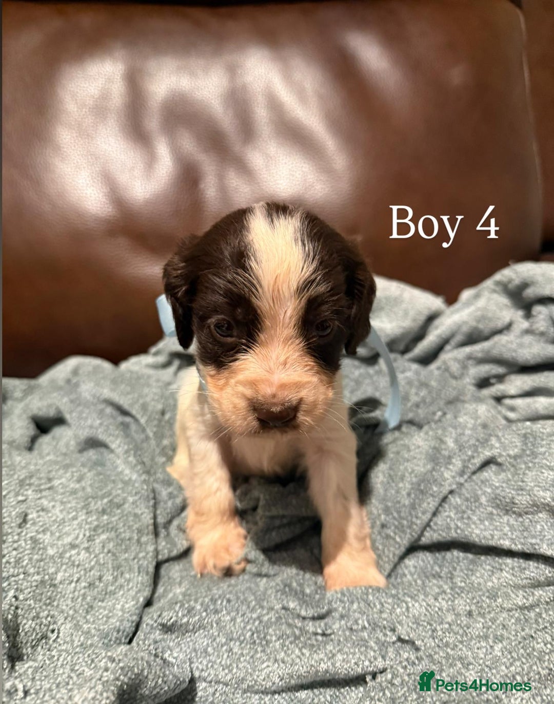 Cocker Spaniel dogs for sale: Cocker spaniel puppies  - Image 5