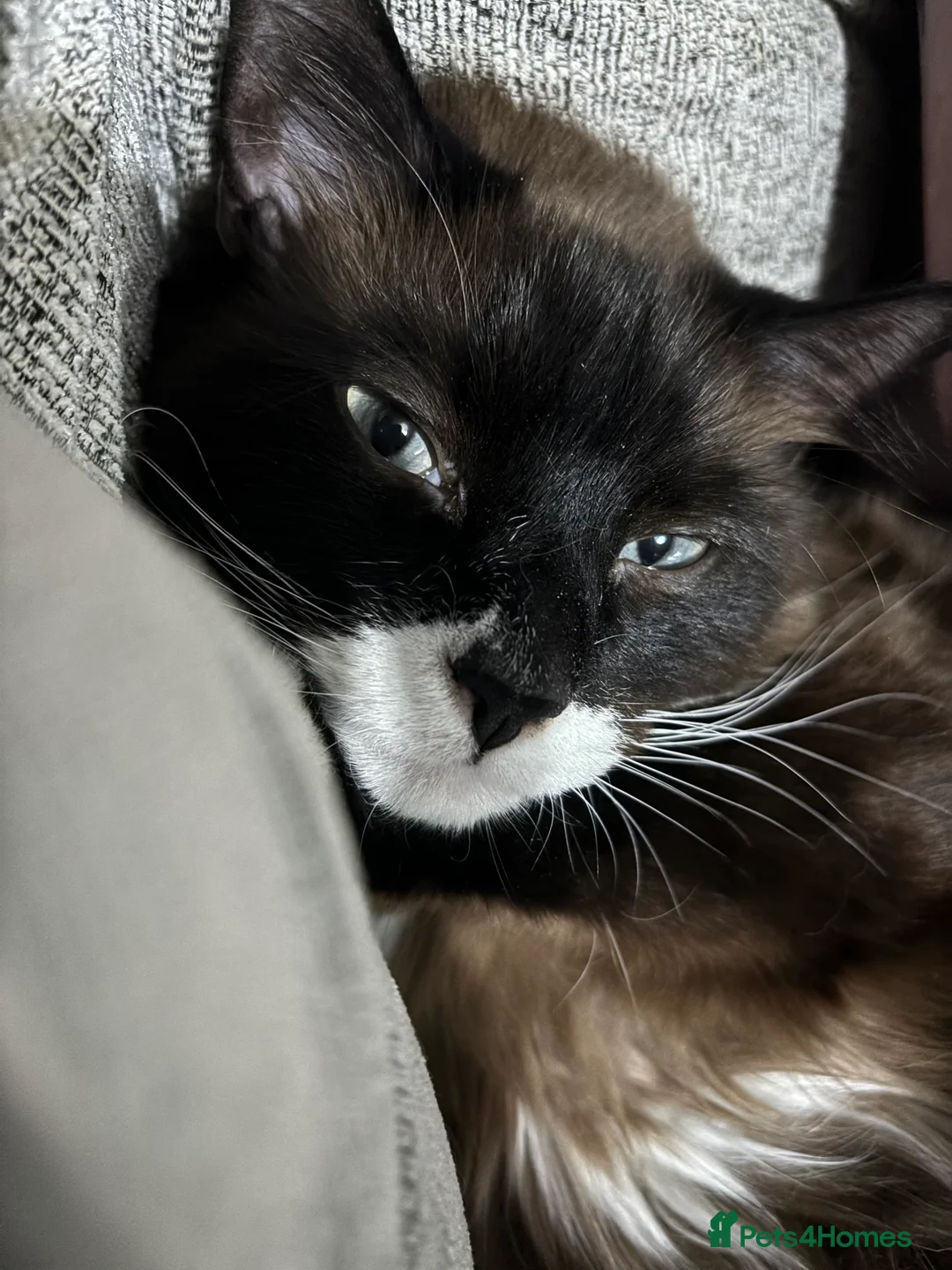 Ragdoll cats for sale: Ragdoll cross  - Advert 4