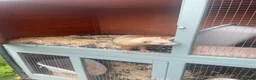 Ferret rodents for sale: Ferret kits for sale in Bristol - Advert 6