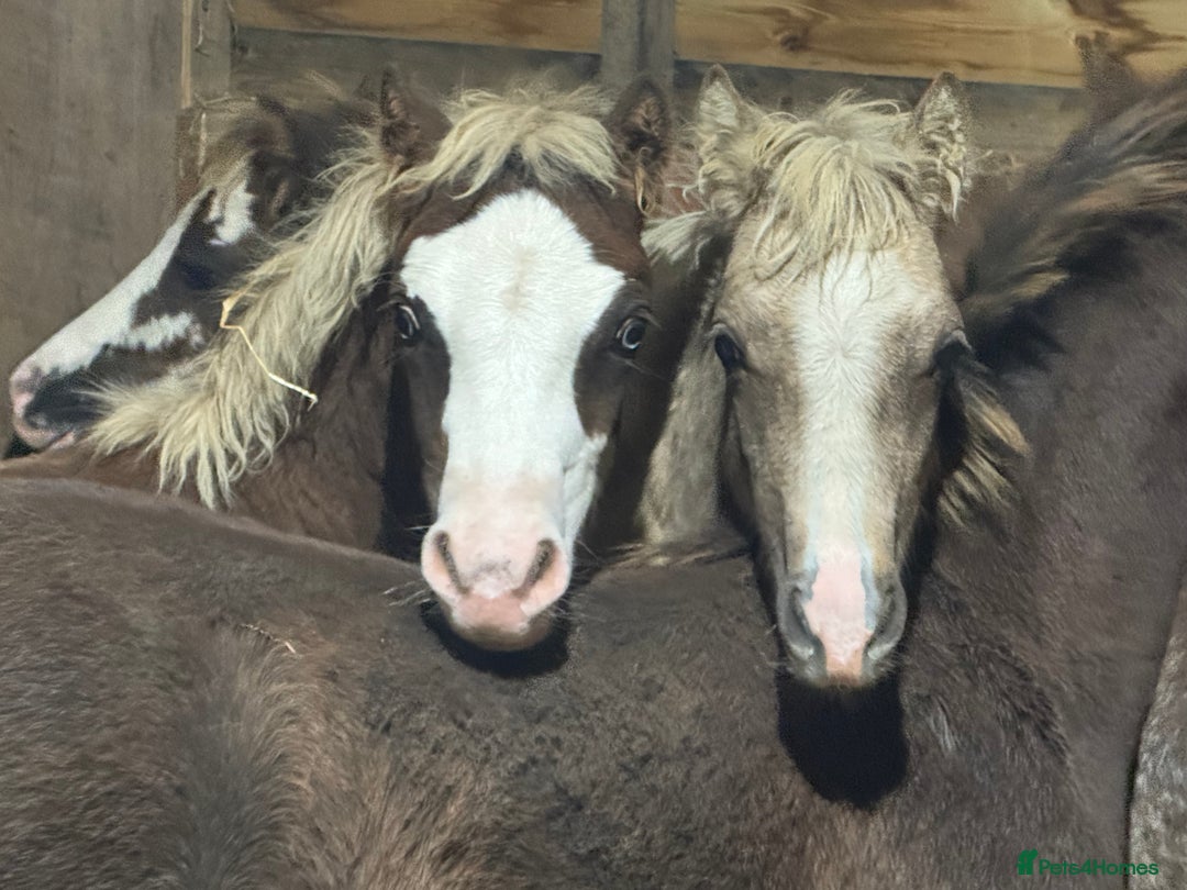 Welsh Section A horses for sale: Homes saught for the Welsh Babies  - Advert 5