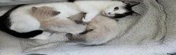 Mixed Breed cats for sale: Lucky love - Advert 1