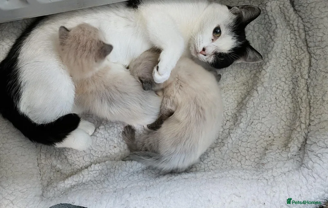 Mixed Breed cats for sale: Lucky love - Advert 1