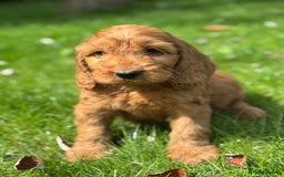 Cockapoo dogs for sale: BEAUTIFUL RED F1 COCKAPOO’S HEALTH TESTED PARENTS  - Image 4