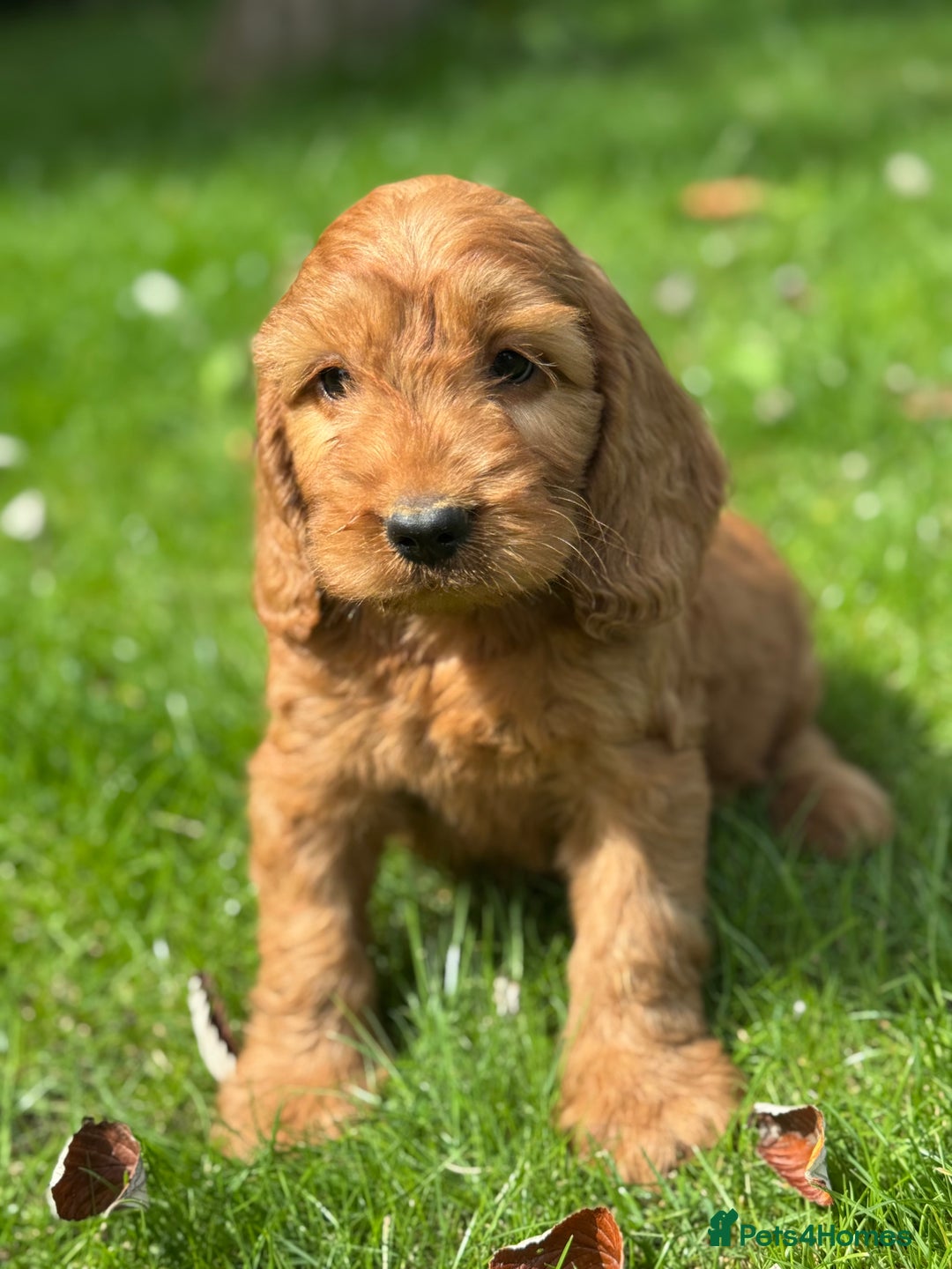 Cockapoo dogs for sale: BEAUTIFUL RED F1 COCKAPOO’S HEALTH TESTED PARENTS  - Image 4