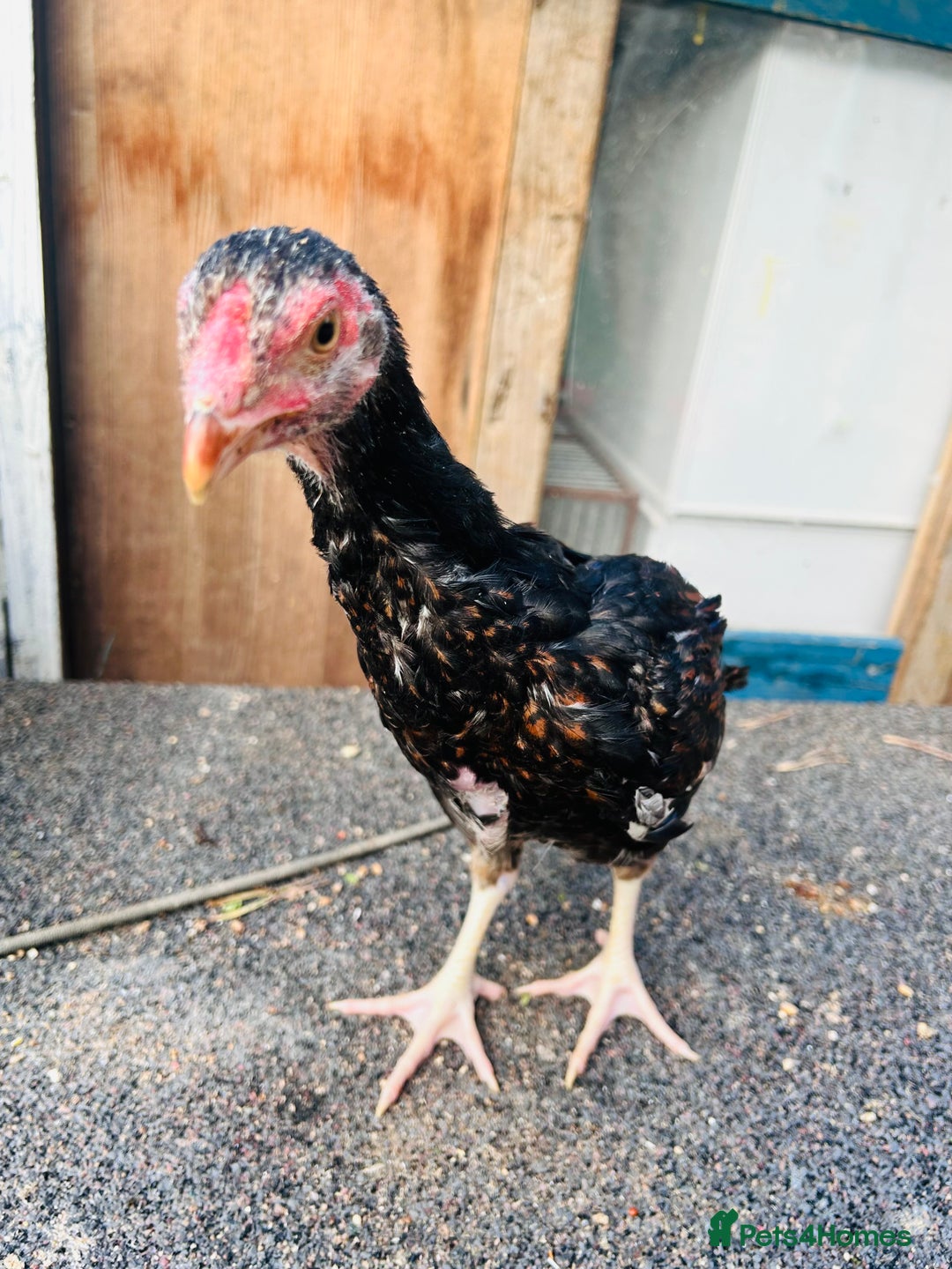 Chickens poultry for sale: Aseel shamo  chicks for sale  - Image 7