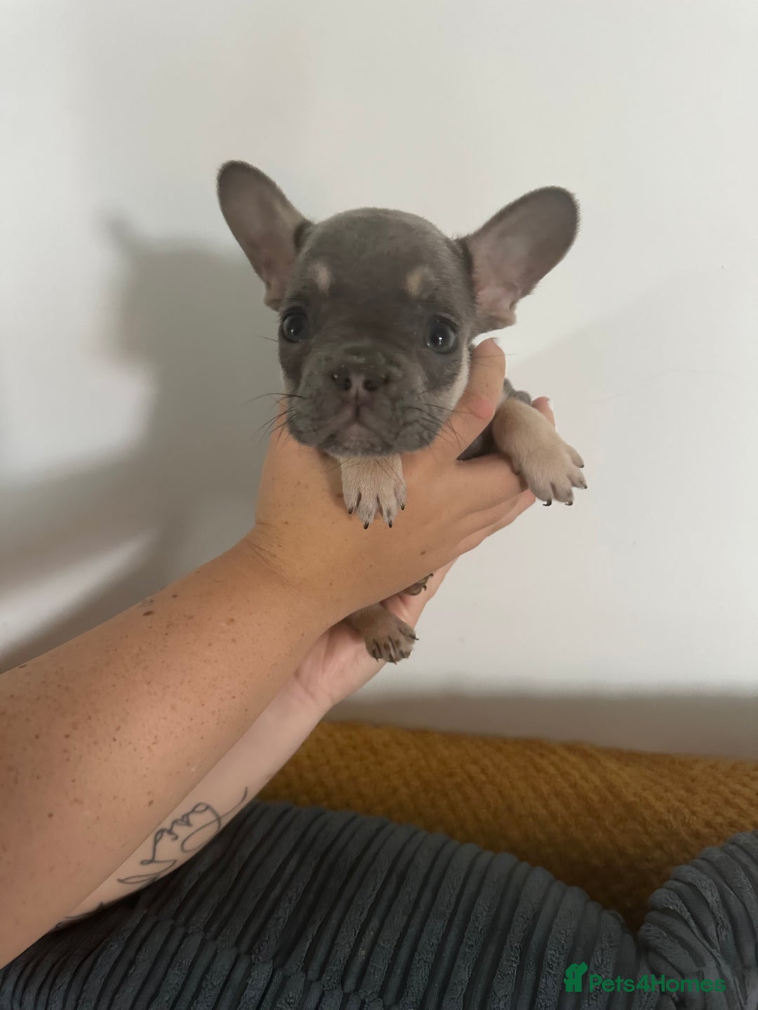 French Bulldog dogs for sale: French Bulldog Fur Babies  - Image 11