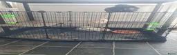 English Lop rabbits for sale: English mini lop - Advert 2