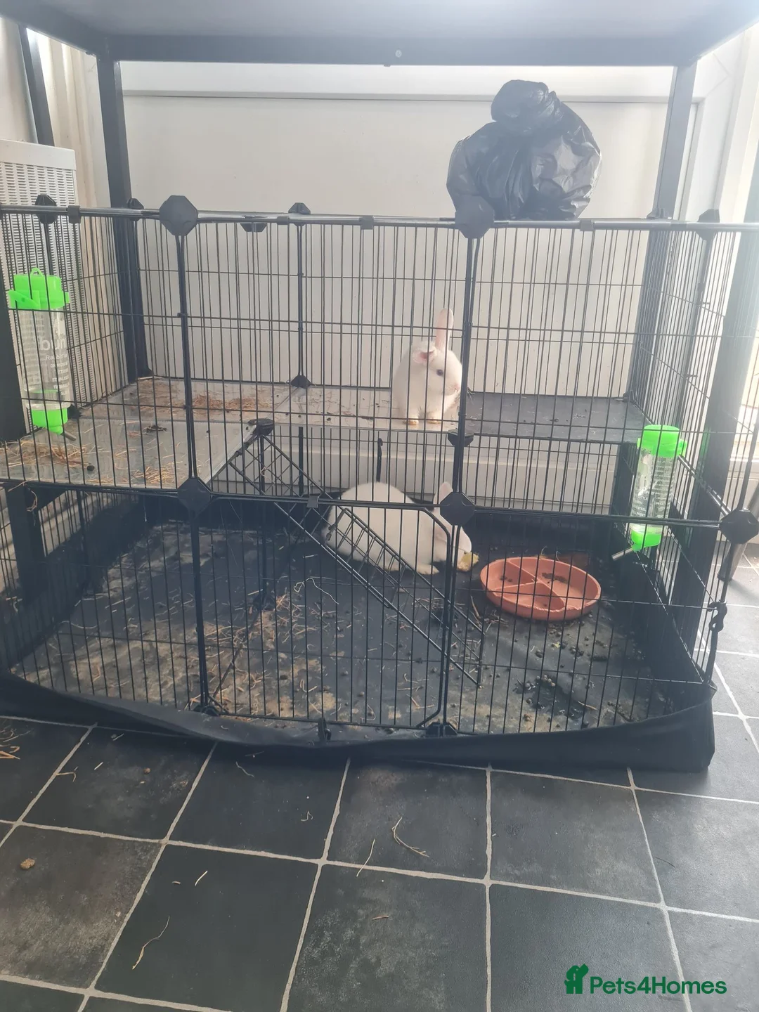 English Lop rabbits for sale: English mini lop - Advert 2
