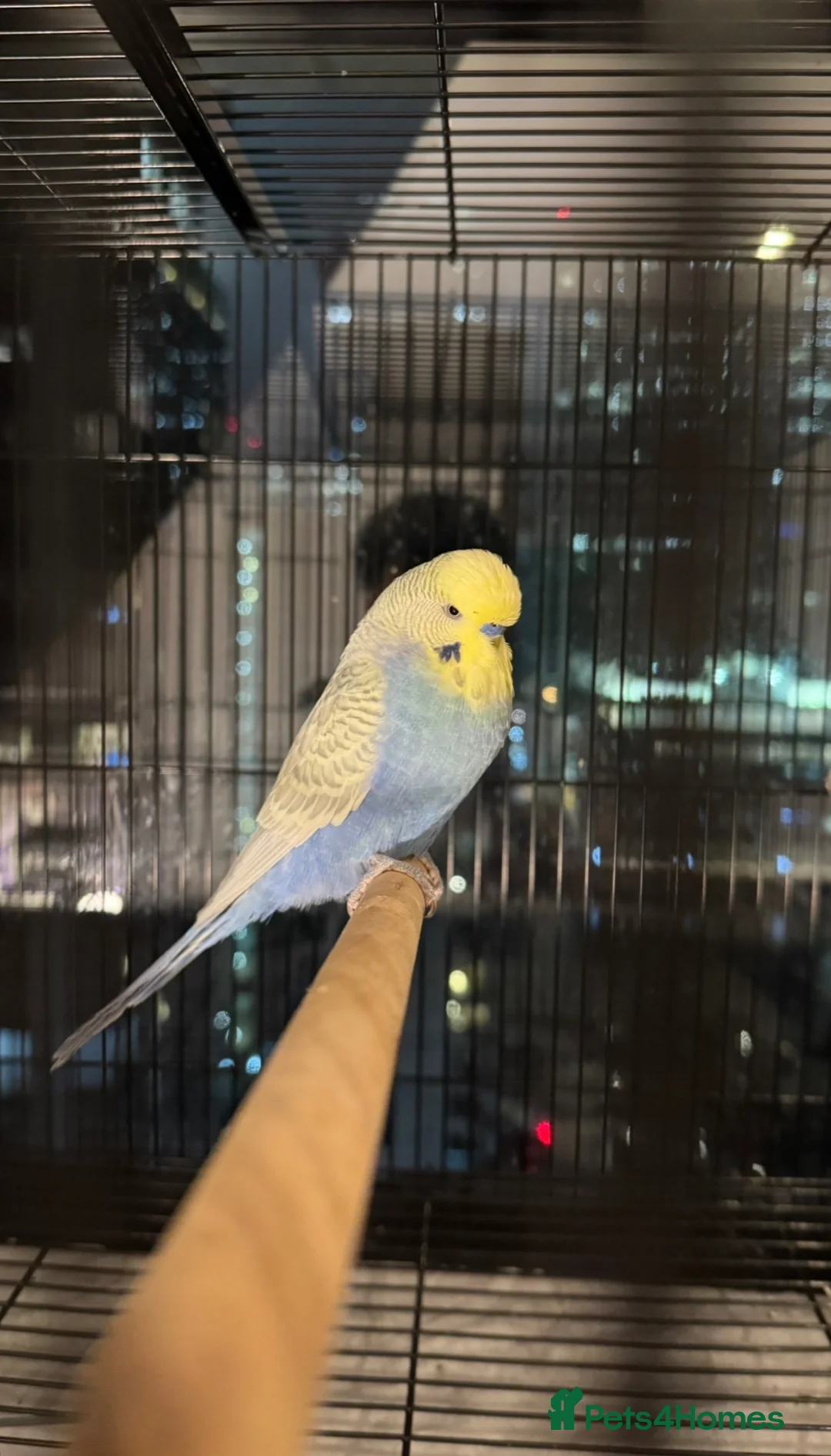 Budgerigars birds for sale: Pair of rainbow and clearwing budgies  in London - Advert 2