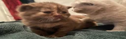 British Shorthair cats for sale: Beautiful Quality Chunky BSH Kittens  - Advert 5