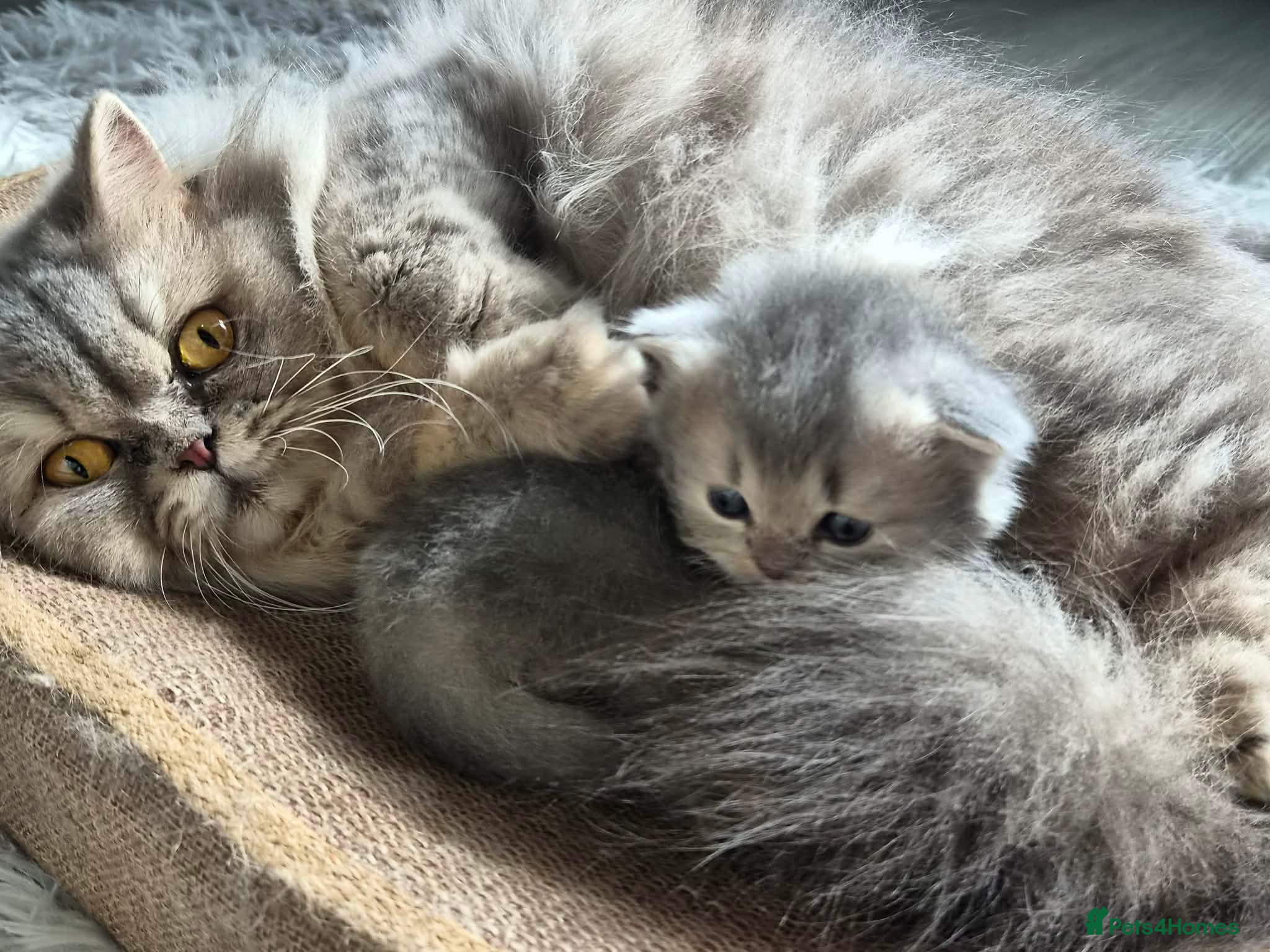 British Longhair cats BRITISH LONGHAIR CHINCHILLA BLUE & WHITE KITTEN - Advert 2