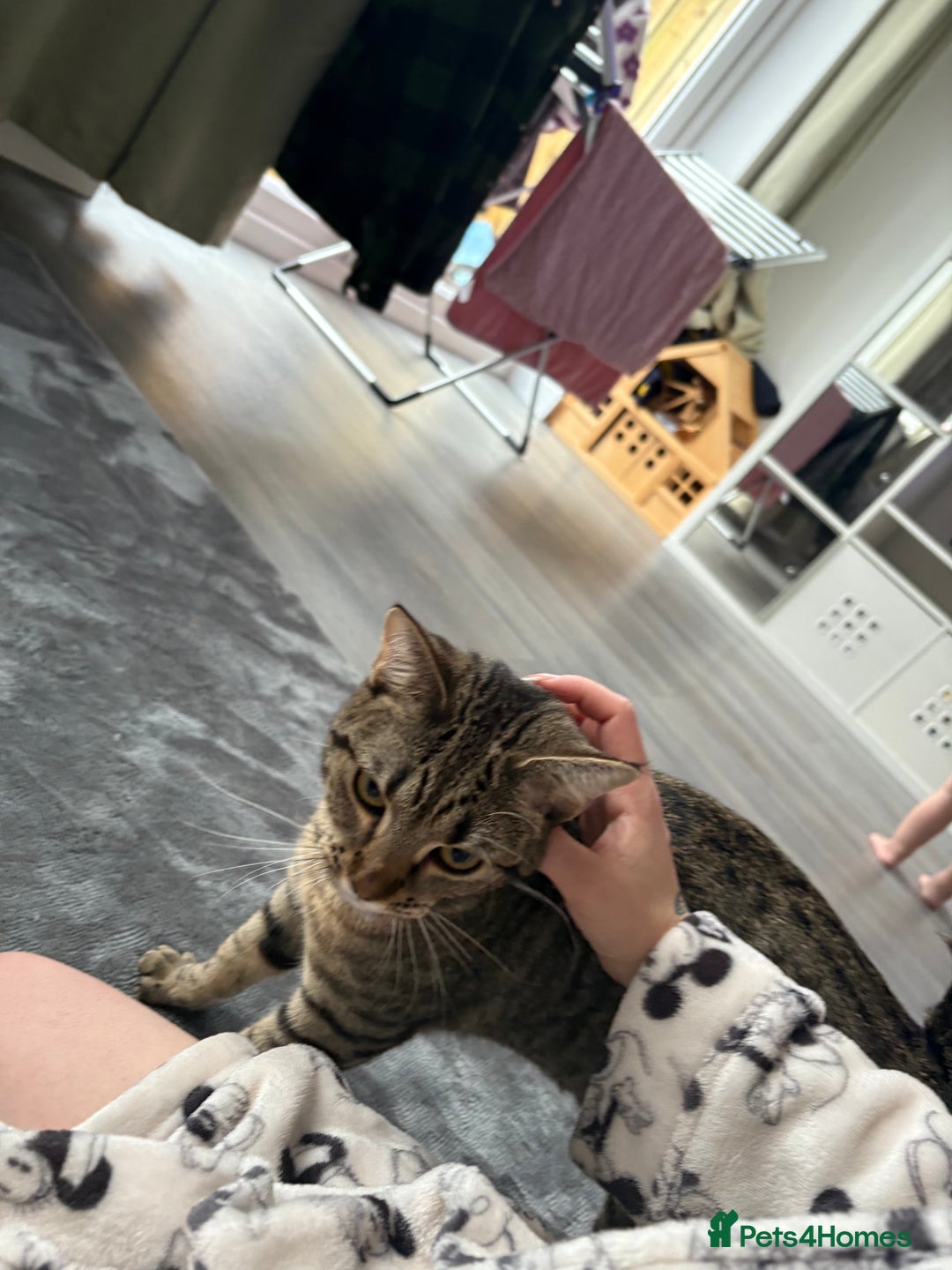 Mixed Breed cats for sale: Two female 9 month old kittens - Advert 2