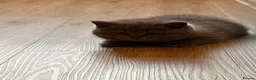 British Shorthair cats for sale: GCCF Blue BSH chunky champion lines - Advert 6