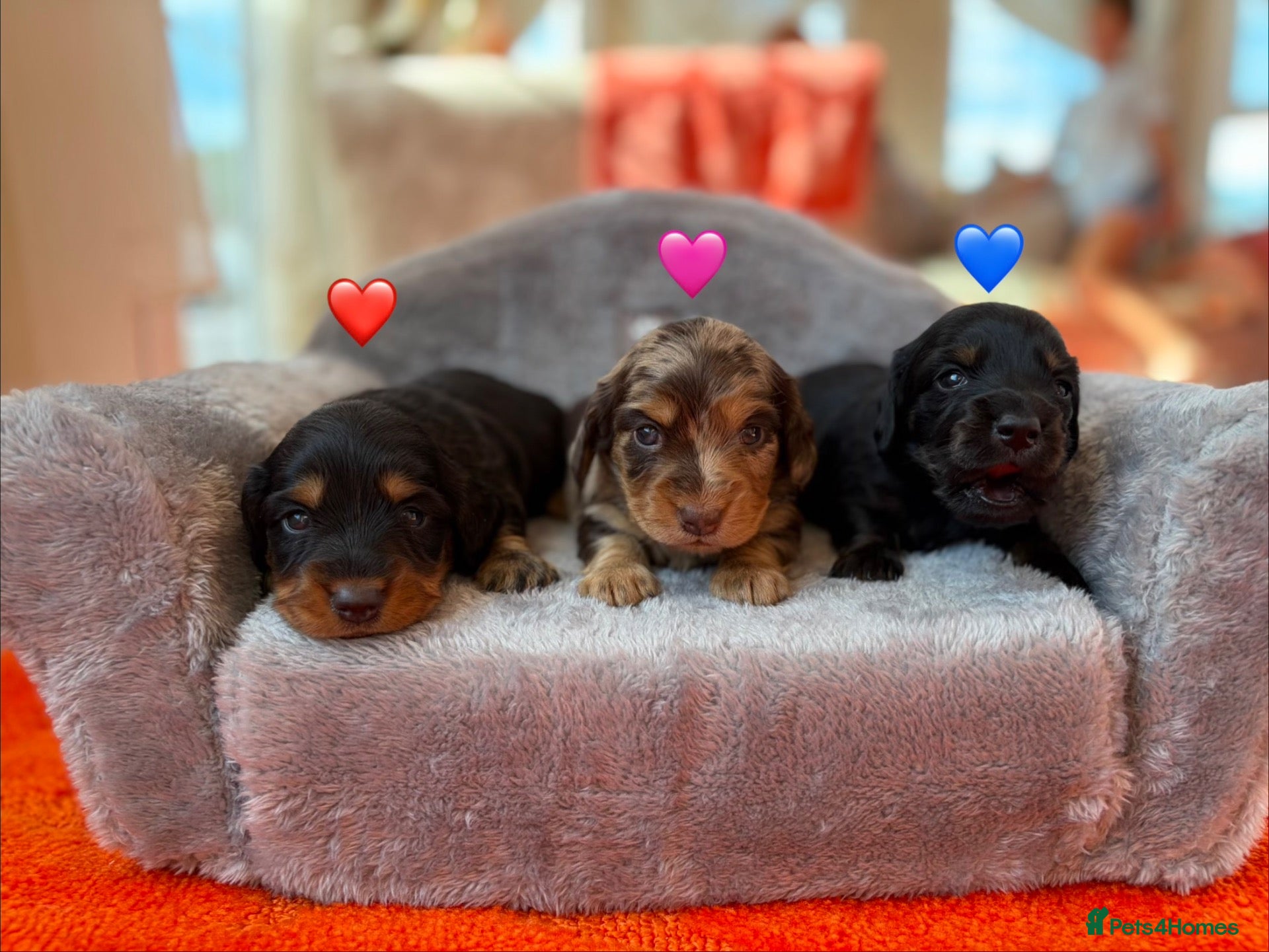 Miniature Dachshund dogs 5* KC Champion Blood Miniature Long Hair Dachshund - Advert 1