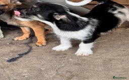 Mixed Breed dogs for sale: 2 beautiful girls ready to go Chihuahua X terrier - Image 4