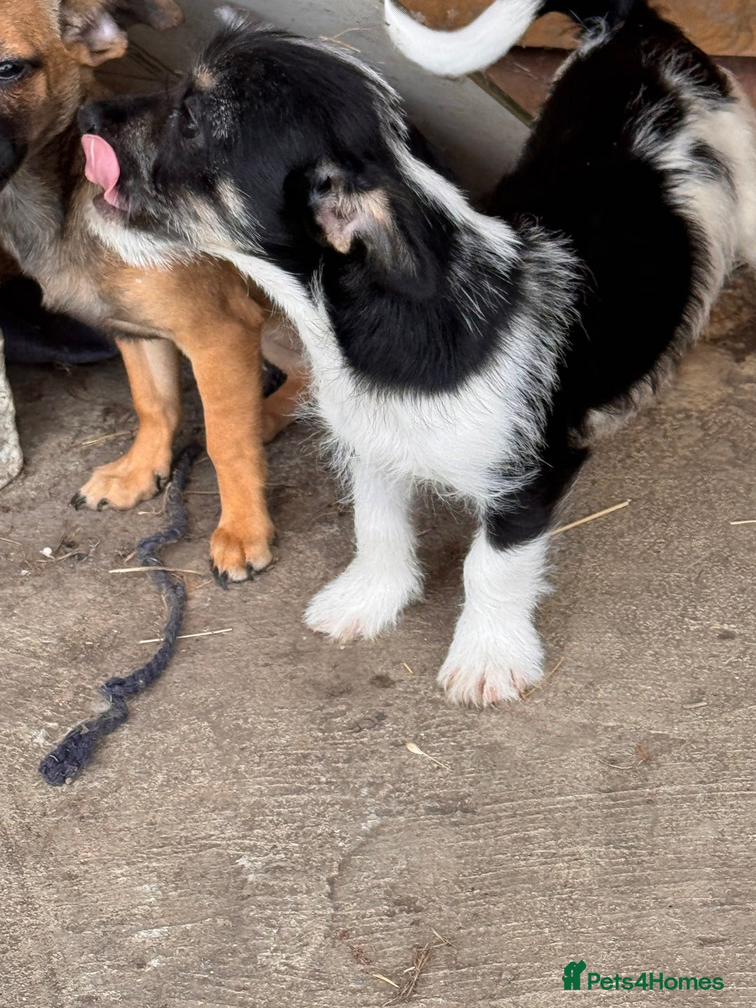 Mixed Breed dogs for sale: 2 beautiful girls ready to go Chihuahua X terrier - Image 4