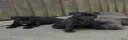 Staffordshire Bull Terrier dogs for sale: Health Tested KC Staffordshire Bull Terriers - Advert 23