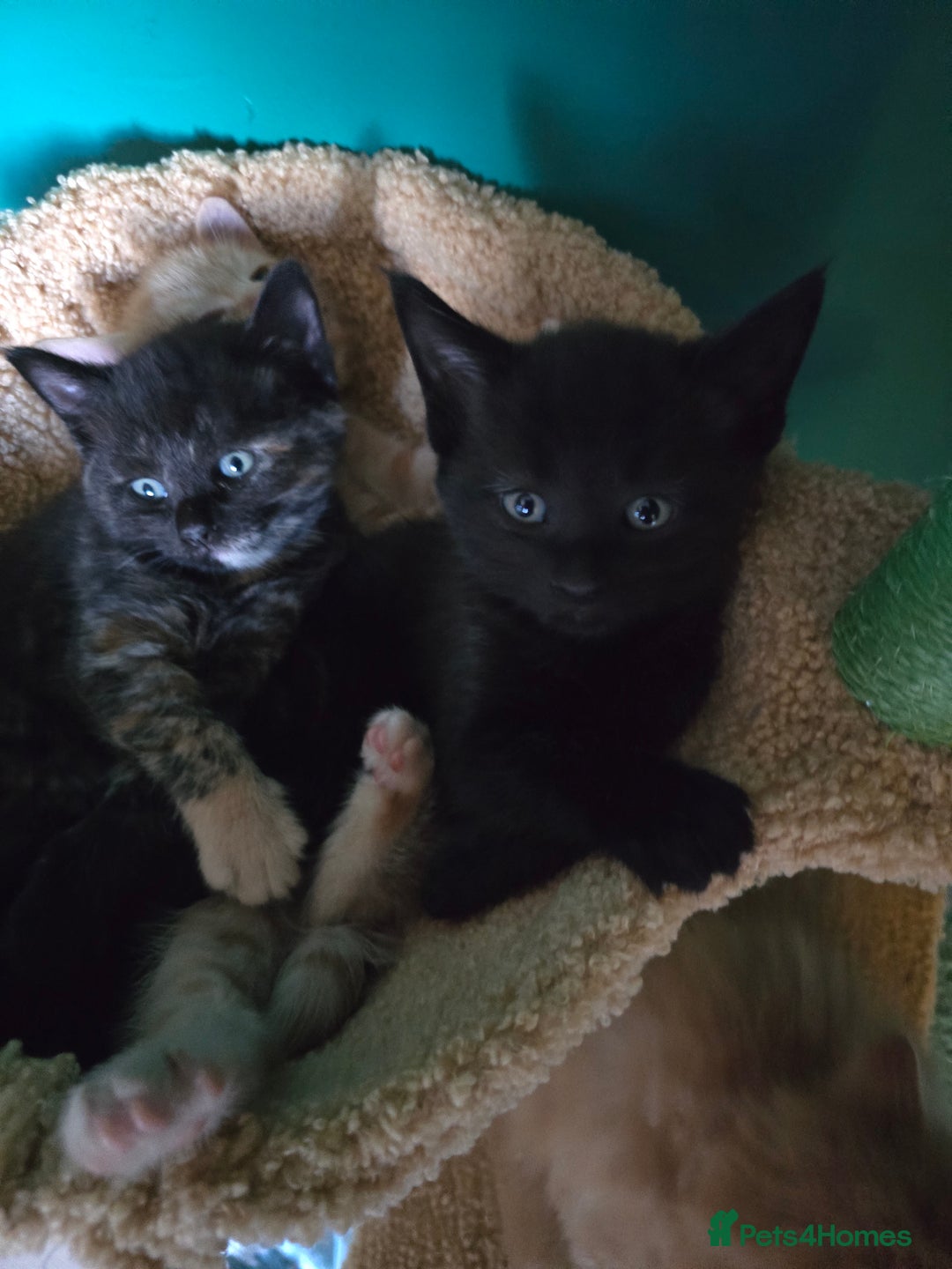 Mixed Breed cats for sale: Beautiful Kittens  - Image 20
