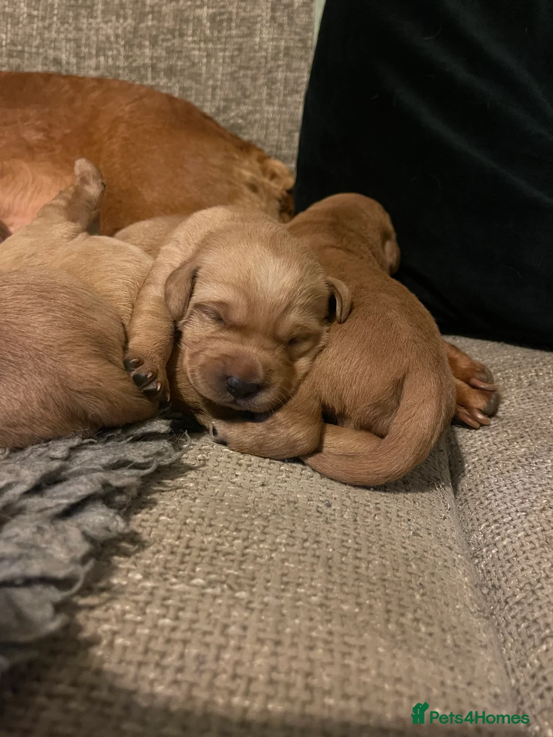 Goldador dogs for sale: Quality Fox Red Goldador Puppies - Advert 13