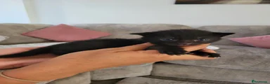 Mixed Breed 2