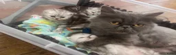 Persian cats for sale: Beautiful blue eyed Persian  - Advert 5