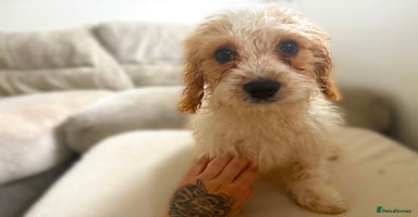 Cavapoo dogs - Advert 3