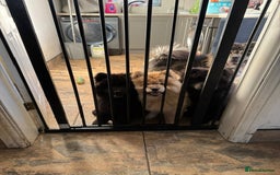 Chow Chow dogs for sale:  🐾 LAST TWO Ready to go STUNNING GIRL chow chows* - Image 31
