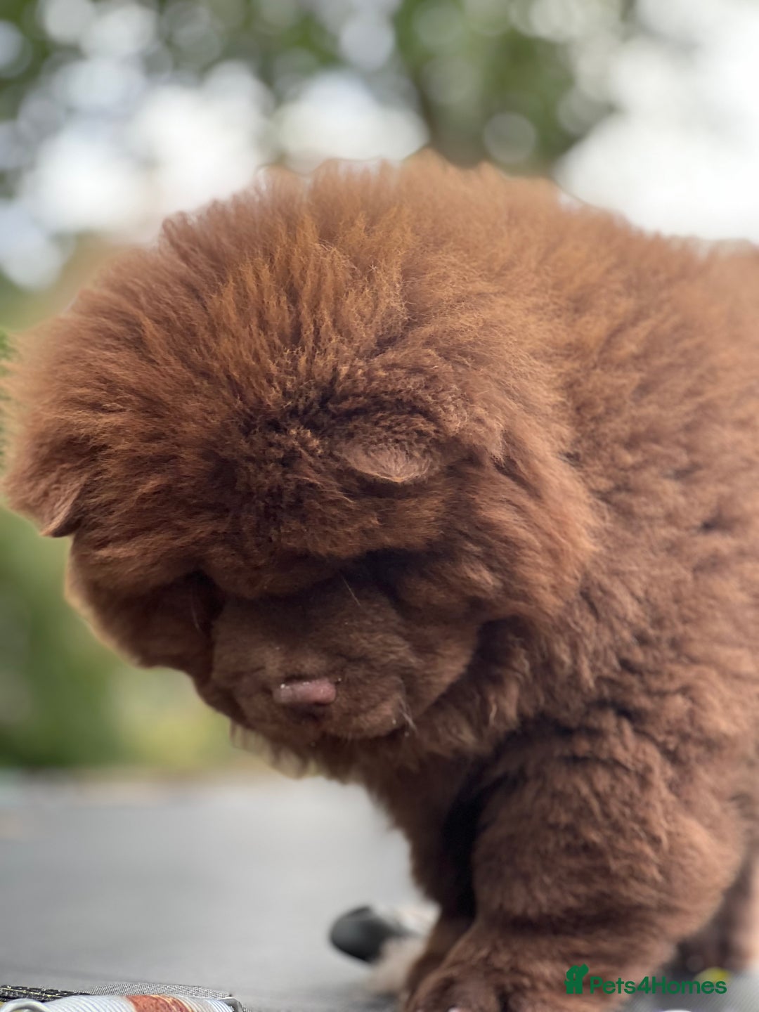 Chow Chow dogs for sale: Mr chow  - Image 11