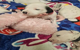 Dalmatian dogs for sale: 6 KC Dalmatian puppies Left - Image 5